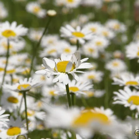 Affittacamere Mocivnik