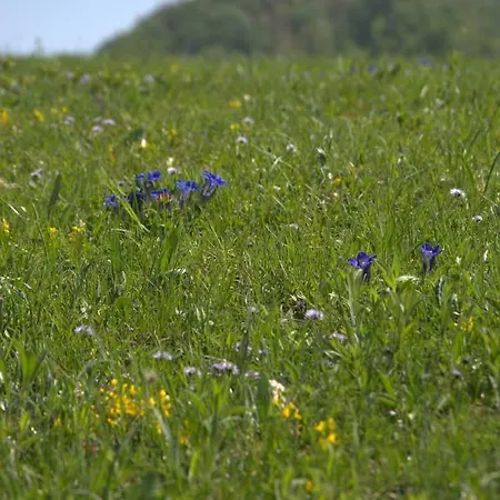 Affittacamere Mocivnik Okroglice