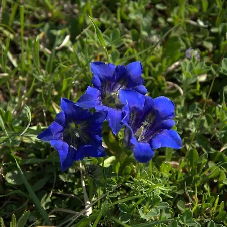 Affittacamere Mocivnik 3*