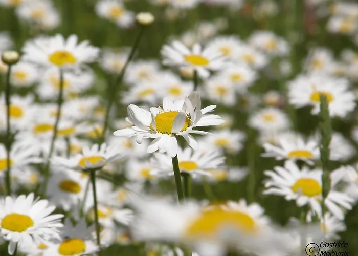 Πανσιόν Mocivnik