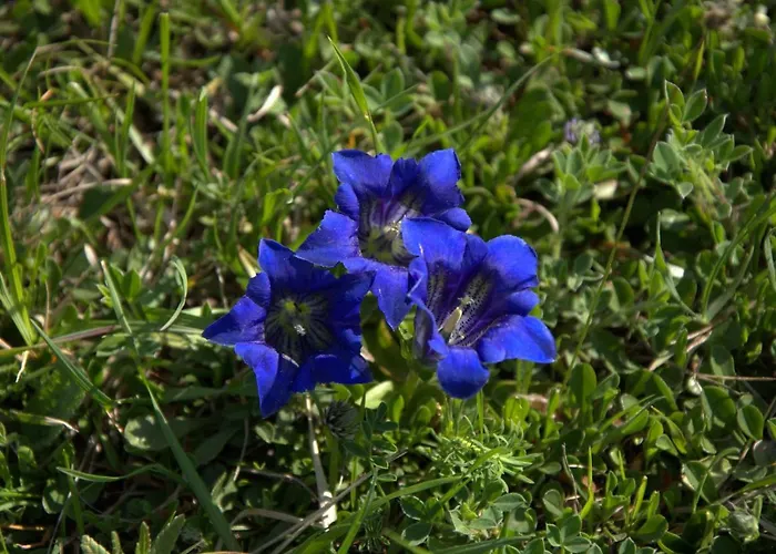 Πανσιόν Mocivnik 3*